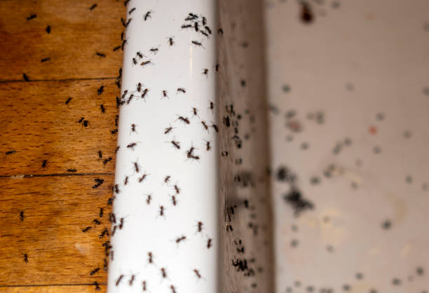 Best Local Pest Control Services  in Franklin Park, FL